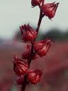 Hibiscus (red and dark) sabdariffa