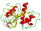 High-activity Stabilized Refined Papain