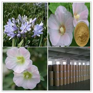 Hollyhock Extract