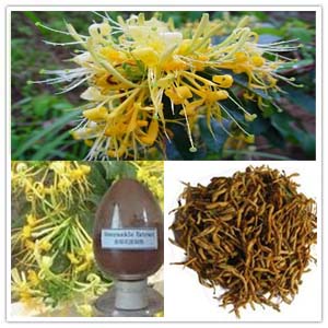 Honeysuckle Flower extract dried