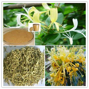 Honeysuckle extract