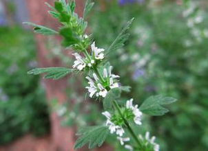 Horehound Extract