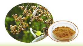 Hovenia dulcis Extract