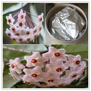 Hoya Carnosa Extract