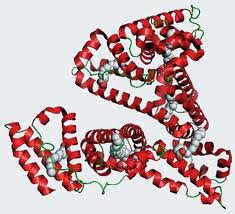 Human Albumin