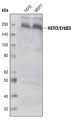 Human ErbB3/HER3 antibody