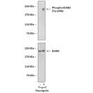 Human ErbB4/HER4 antibody