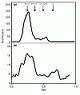 Human Procalcitonin