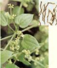 Indian Madder Root Extract