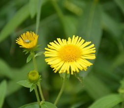 Inula Japonica Extract