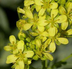 Isatis Tinctoria Extract