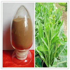 Isatis leaf extract