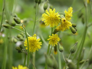 Ixeris denticulata extract