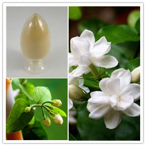 Jasmine Tea Extract