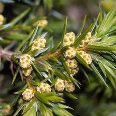 Juniper Extract