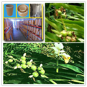 Katsumada Galangal Seed Extract