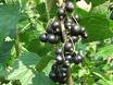 Kg Ribes Nigrum fluid extract ( Grosellero Negro)