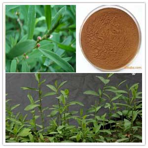 Knotgrass (polygonum aviculare) extract