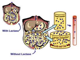 Lactase