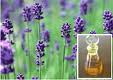 Lavender Oil