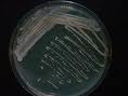 Legionella Agar Base