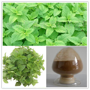 Lemon Balm Extract