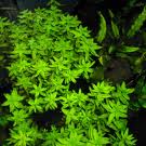 Limnophila aromatica Extract