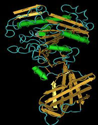 Lipase