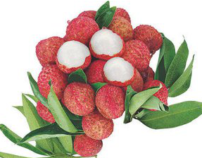 Litchi Extract