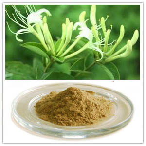 Lonicera Extract