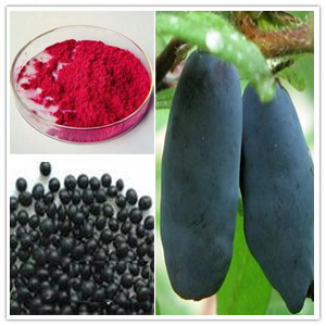 Lonicera edulis extract