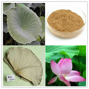 Lotus Leaf extract