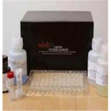 Lumican ELISA kit