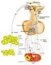 Luteinizing hormone