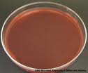 MacConkey Agar