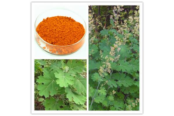 Macleaya Cordata Extract