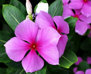 Madagascar Periwinkle Herb Extract