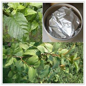 Maesa japonica Extract