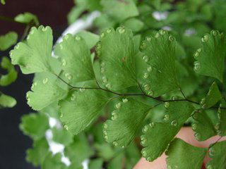 Maidenhair Fern Extract