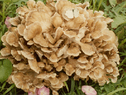 Maiitake mushroom extract