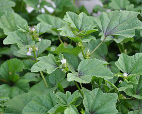 Malva Verticillata Extract