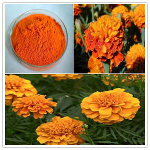 Marigold Extract