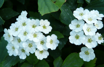 Meadowsweet Extract