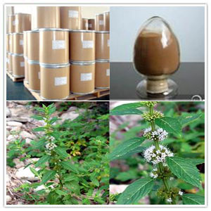 Mentha Haplocalyx Briq Extract