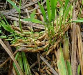 Millet Sprout Extract