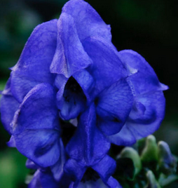 Monkshood Extract