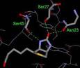 Monovalent Streptavadin