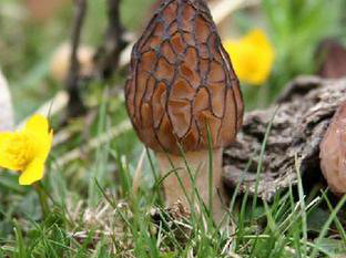 Morchella esculenta extract