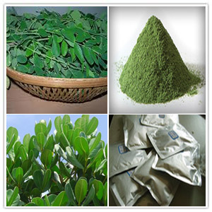 Moringa