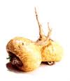 Muira Lepidiummeyenii (Maca) root extract